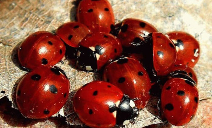 A woman let a few ladybugs into her house: after a while they infested the entire place