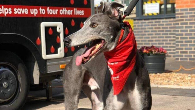 Woody the greyhound has been donating blood to other dogs for six years. Source: Wendy Gray