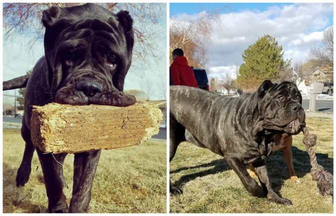 Ancient breed: one of the world's biggest puppies is going to become a real giant