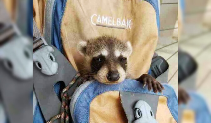 The rescued baby raccoon. Source: The Dodo screenshot