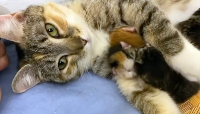 Freckles the cat with her babies. Source: YouTube screenshot