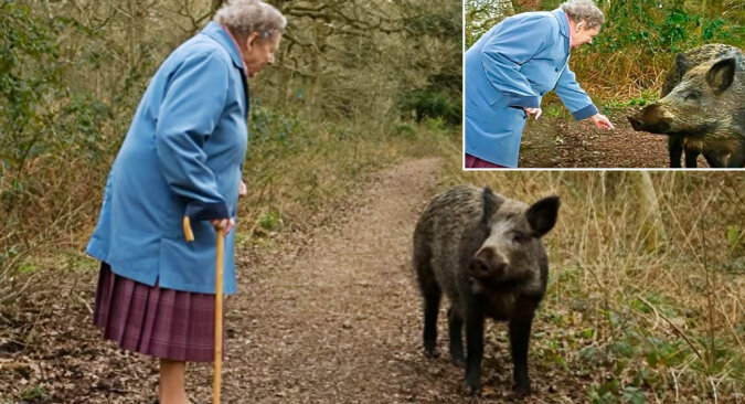 Enderly woman would feed a boar. Source: YouTube screenshot