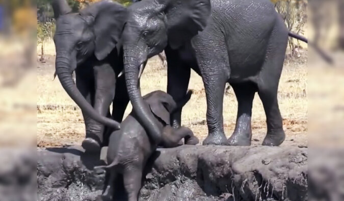 The baby elephant got into trouble. Source: YouTube screenshot