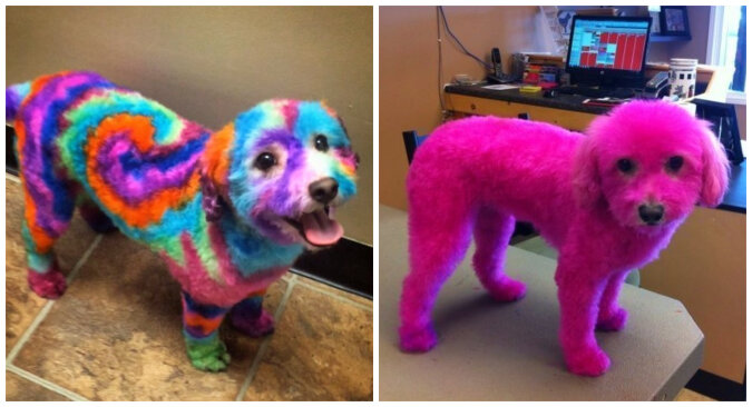 The doggie whose owner likes bright colors. Source: petpop screenshot