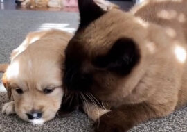 Fig the cat with a puppy. Source: TikTok screenshot