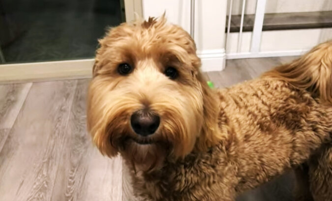 The Labradoodle. Source: YouTube screenshot