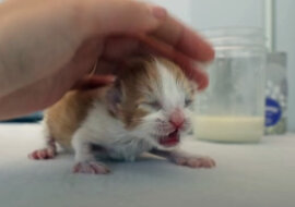 Tiny kitten. Source: YouTube screenshot