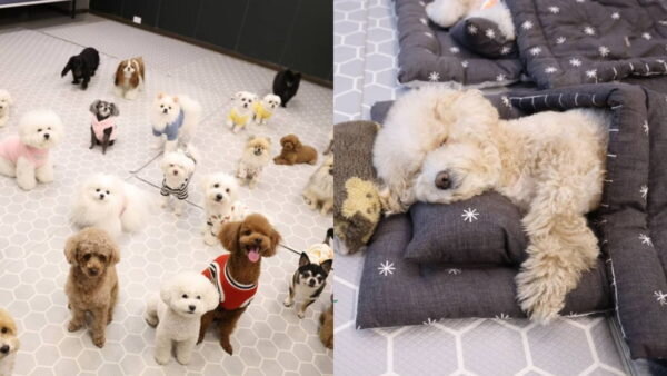 This is how the real a kindergarten for dogs looks like: photos of sleeping puppies conquering the network