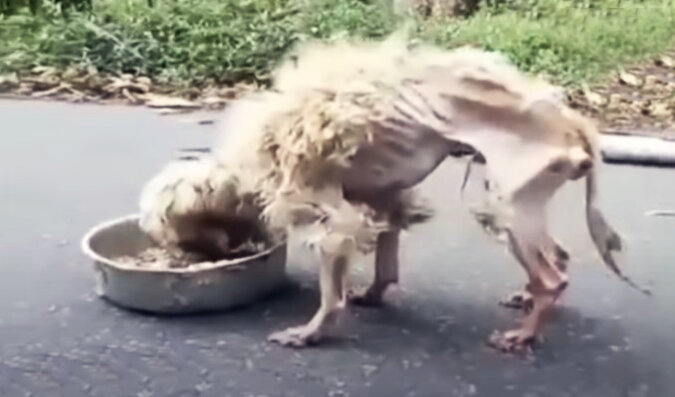 The emaciated dog. Source: YouTube screenshot