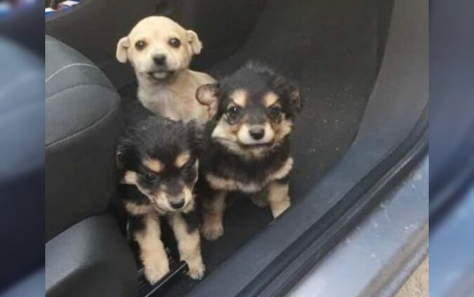 Three pups. Source: petpop screenshot