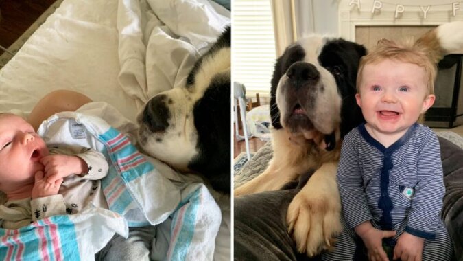 Real protectors: Three St. Bernards take on the role of "nanny" and take their responsibility for their owner's child seriously