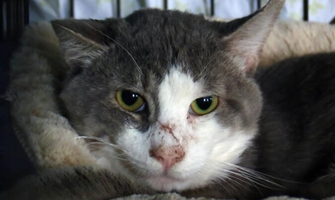 Finn the cat has nearly 5,000 miles to his forever home. Source: YouTube screenshot