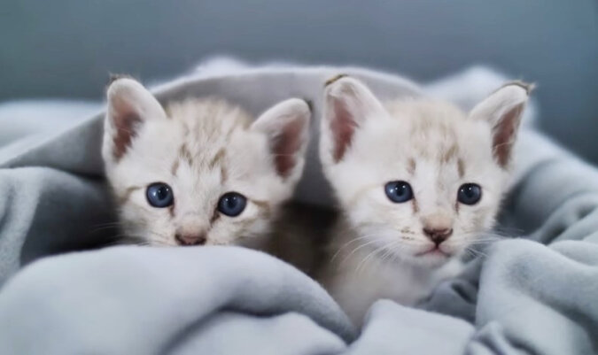 Kittens. Source: YouTube screenshot