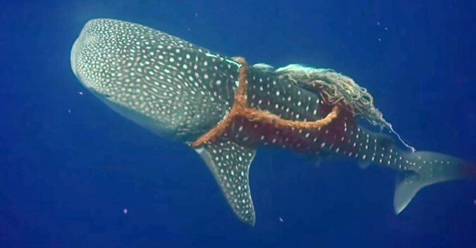 The whale shark. Source: YouTube screenshot