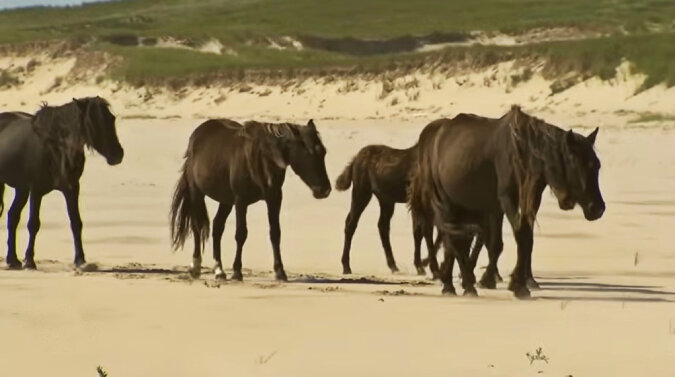 Hundreds of wild horses live on Sable. Source: YouTube screenshot