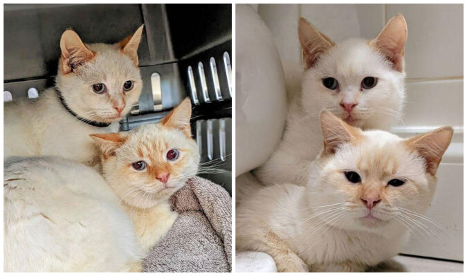 Bonded kittens. Source: Murphy's Law Animal Rescue