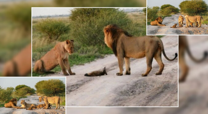 The lion pride accepted a little fox as their own cub. Source: petpop screenshot