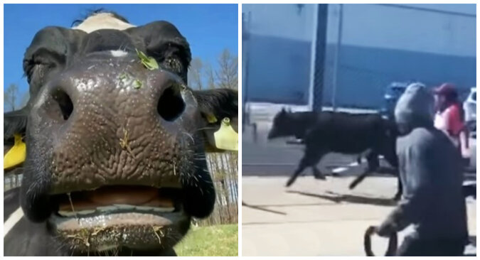 The escaped cow. Source: YouTube screenshot