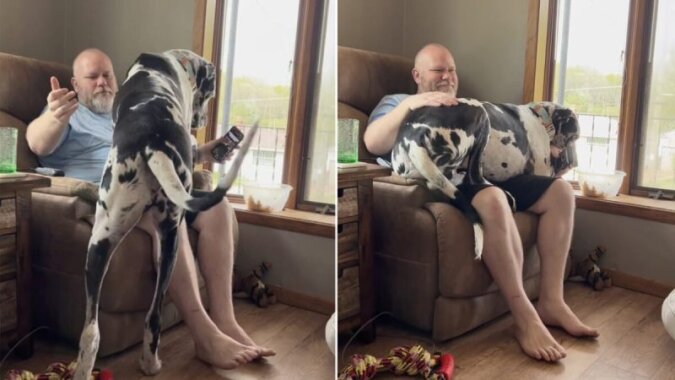 Funny dog weighs as much as 170 pounds, but climbs up on his owner's lap like a little affectionate dog