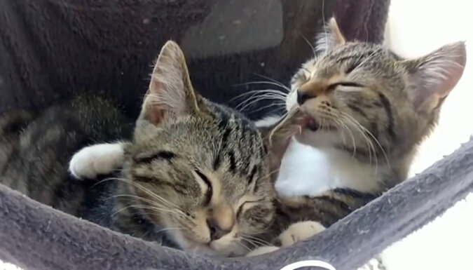 Kitties. Source: YouTube screenshot