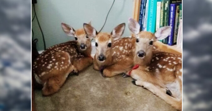Three baby deer. Source: petpop screenshot