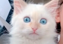 Kitten. Source: YouTube screenshot