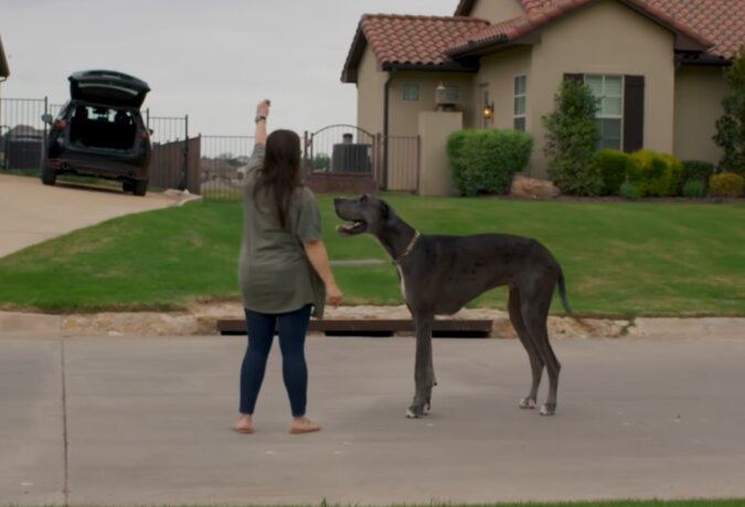 This woman's dog grew larger than any wolf. Even standing on four paws it's as tall as a human