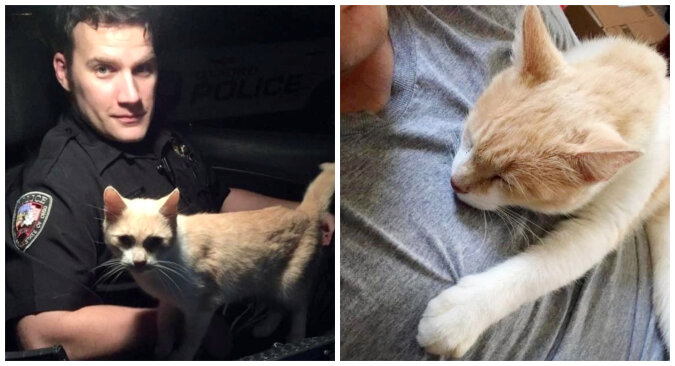 Police officer and cat. Source: petpop screenshot