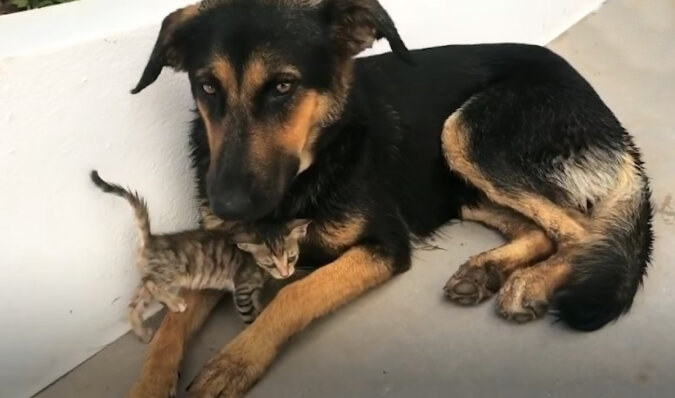 Tiny kitten and her best friend. Source: YouTube screenshot