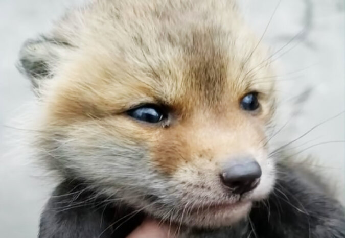 A fox kit. Source: YouTube screenshot