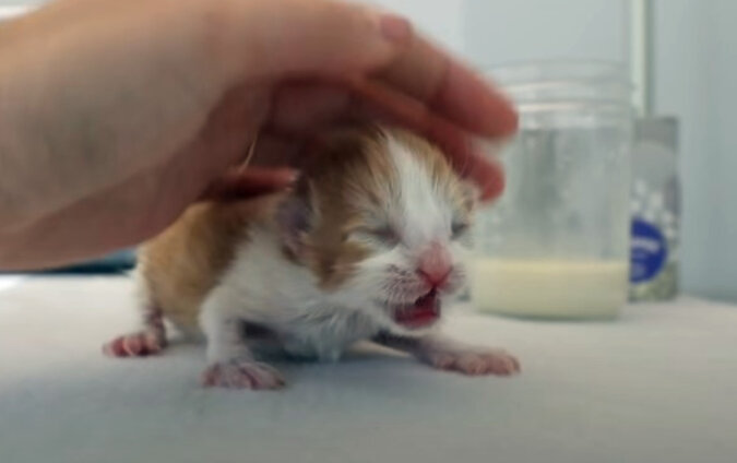 Tiny kitten. Source: YouTube screenshot