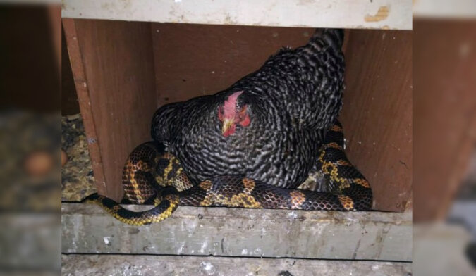 Hen and a snake. Source: The Dodo screenshot