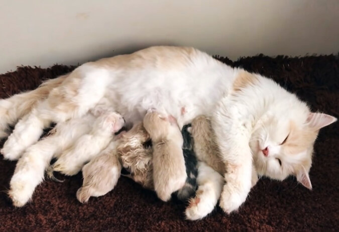 Cat with kittens. Source: YouTube screenshot
