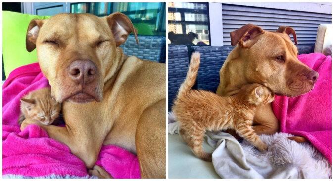 Bubba the Pit Bull and Rue the kitten. Source: Instagram screenshot