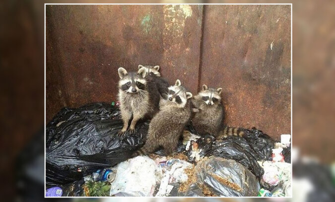 The raccoon family. Source: petpop screenshot