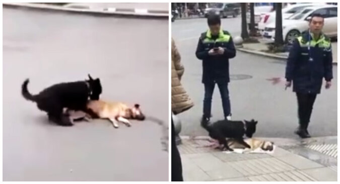 This doggie tried to wake up his buddy. Source: YouTube screenshot