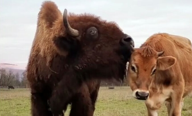 Helen the Bison and Oliver the Calf. Source: Instagram screenshot