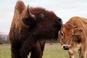 Helen the Bison and Oliver the Calf. Source: Instagram screenshot